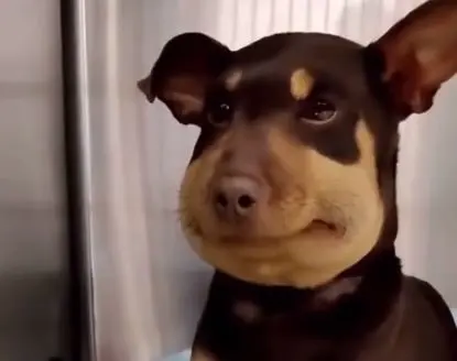 my dog stepped on a bee是什么意思-1