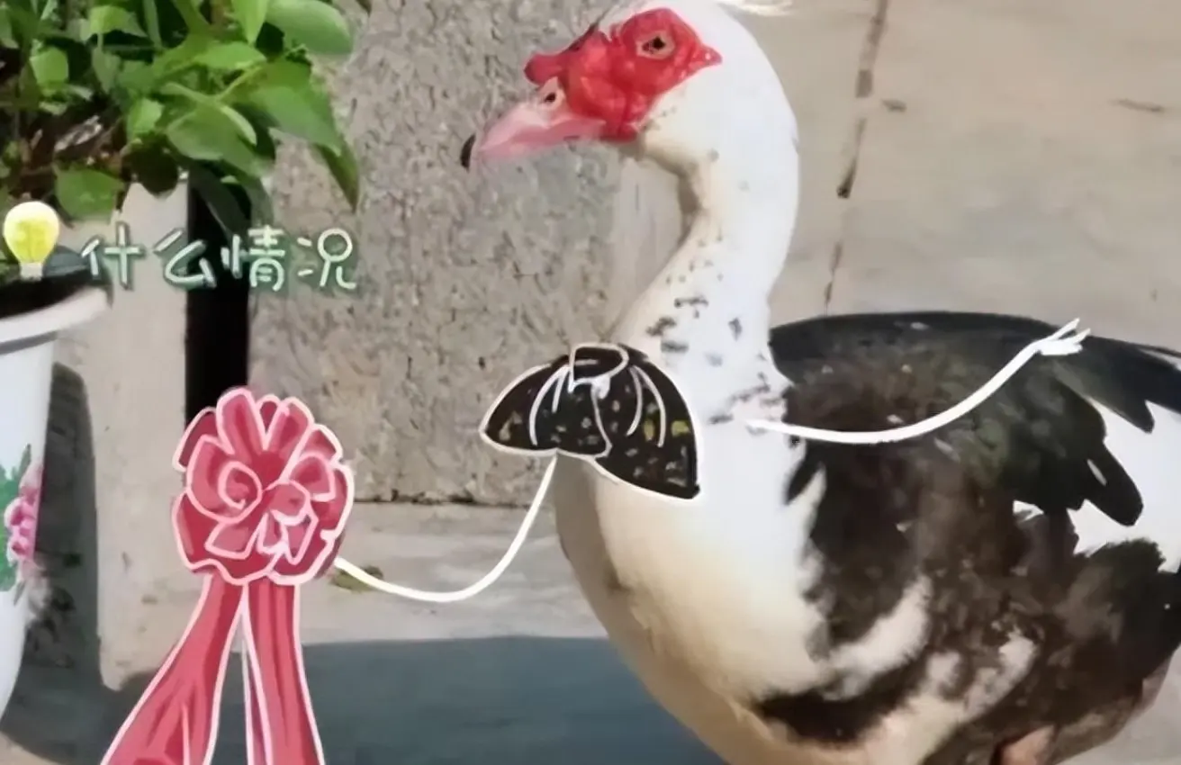 龚俊鸭子是什么梗，龚俊为什么不能和鸭子一起同框-2
